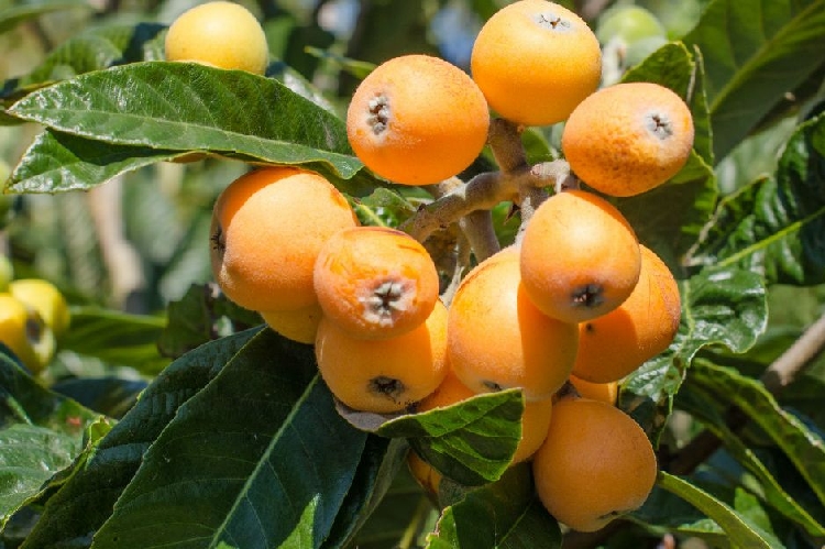 Yenidünya (Malta Eriği) Meyvesi Faydaları ve Zararları Nelerdir? Yenidünya (Malta Eriği) Meyvesi Faydaları ve Zararları Nelerdir?
