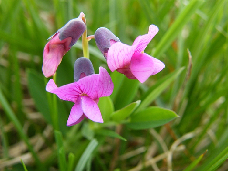 Burçak (Lathyrus) Faydaları Ve Zararları Nelerdir? Burçak (Lathyrus) Faydaları Ve Zararları Nelerdir?