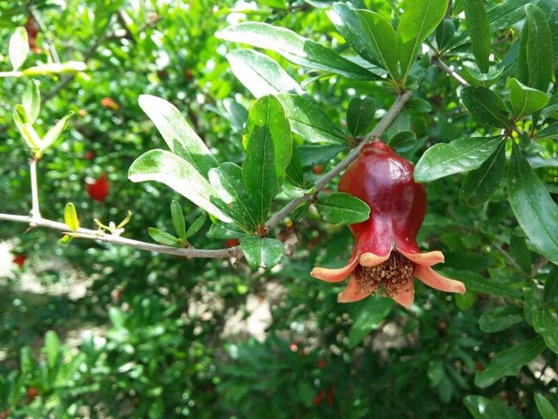 Nar Tarımı Nar Tarımı