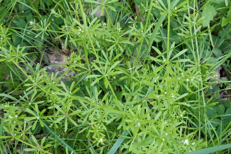 Galium Aparine Nedir? Galium Aparine Nedir?