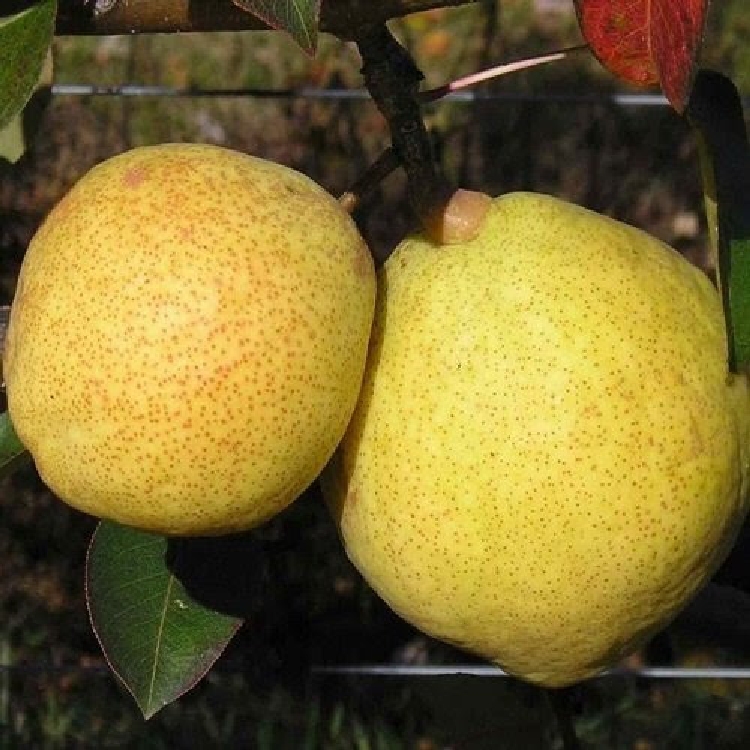 Marguerite Marillat Armut Çeşidi Ve Özellikleri Marguerite Marillat Armut Çeşidi Ve Özellikleri
