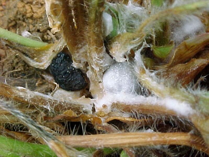Sebzelerde Beyaz Çürüklük Hastalığı (Sclerotinia Sclerotiorum)