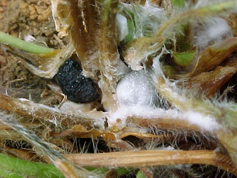 Sebzelerde Beyaz Çürüklük Hastalığı (Sclerotinia Sclerotiorum) Sebzelerde Beyaz Çürüklük Hastalığı (Sclerotinia Sclerotiorum)