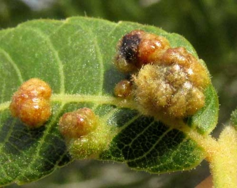 Ceviz Gal Yaprak Akarı Zararlısı (Walnut Leaf Mite Ga) Ceviz Gal Yaprak Akarı Zararlısı (Walnut Leaf Mite Ga)