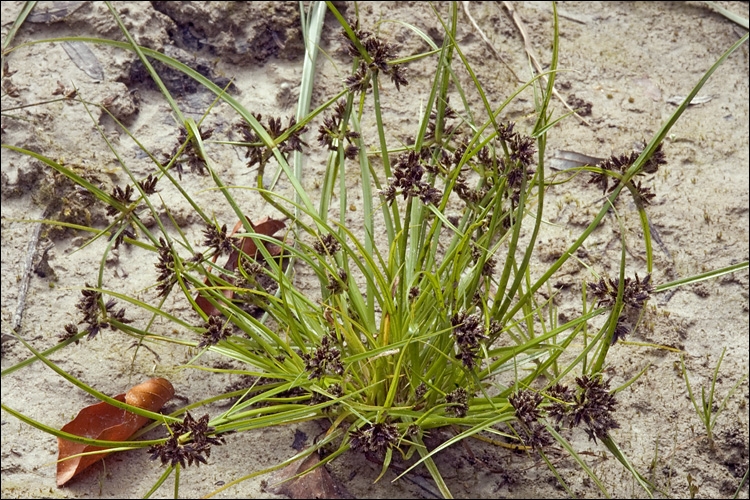 Cyperus Fuscus Nedir? Cyperus Fuscus Nedir?