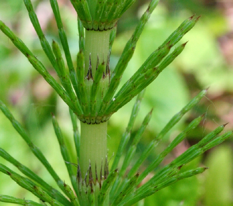 Equisetum Arvense Nedir? Equisetum Arvense Nedir?