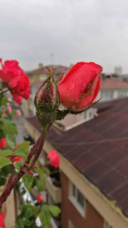 Gülde Yaprak Biti Neden ve Nasıl Olur? Gülde Yaprak Biti Neden ve Nasıl Olur?