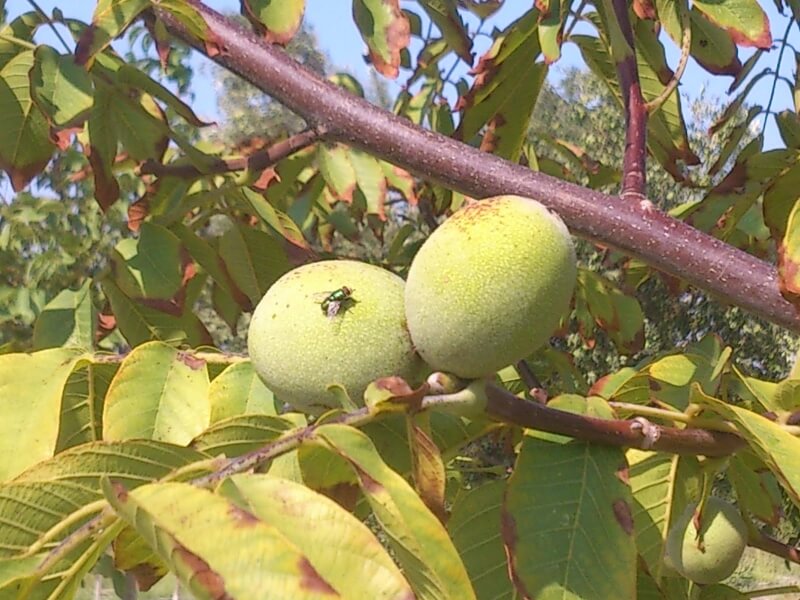 Ceviz Yeşil Sineği Zararlısı (Rhagoletis Completa)
