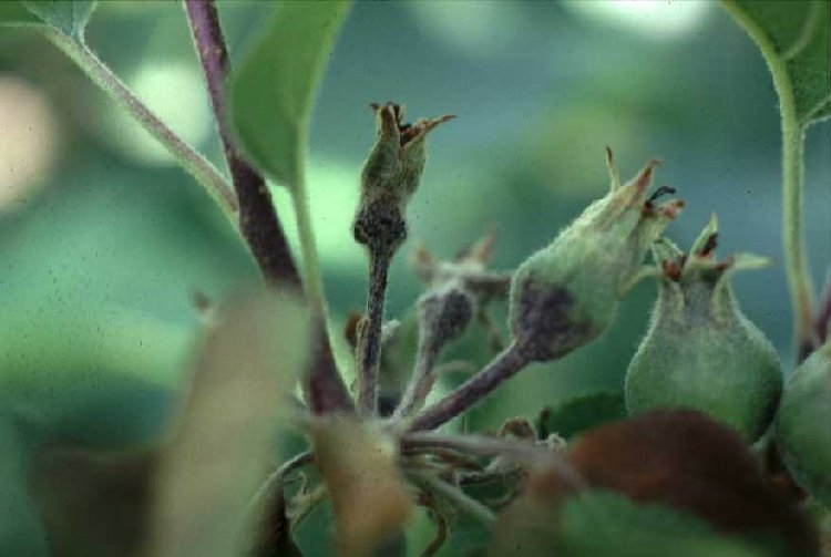 Erwinia Amylovora Nedir? Erwinia Amylovora Nedir?