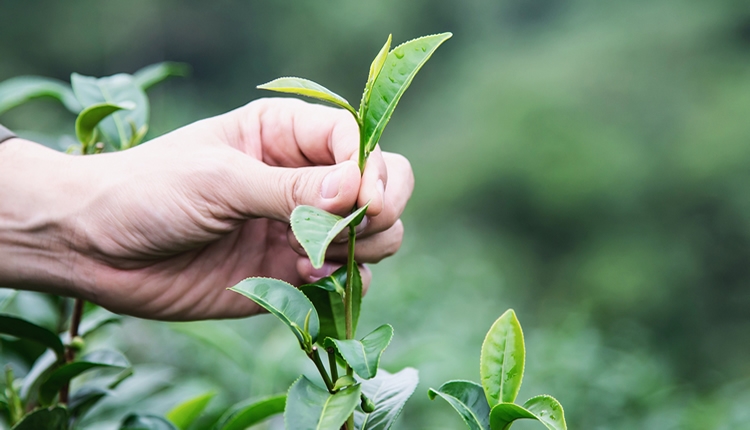 Çay Ağacı Yağı Faydaları Ve Zararları Nelerdir? Çay Ağacı Yağı Faydaları Ve Zararları Nelerdir?