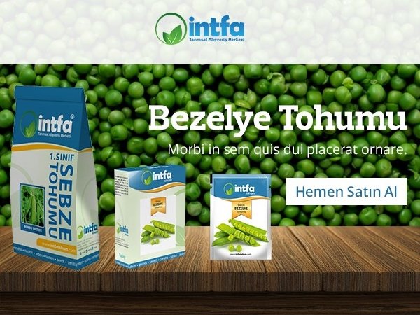 Bezelye Islahı Nasıl Yapılır? Bezelye Islahı Nasıl Yapılır?