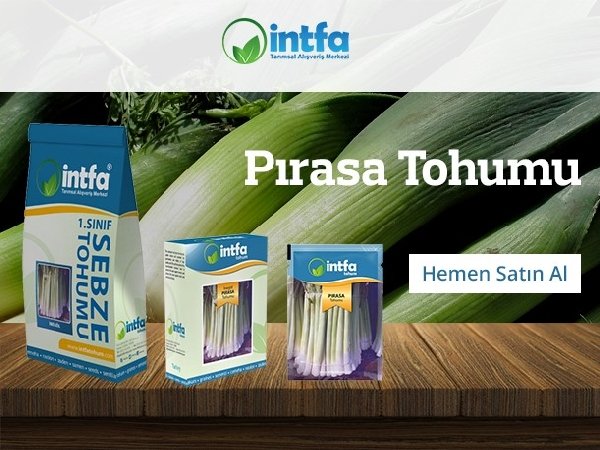 Pırasa Yetiştiriciliği Nasıl Yapılır? Pırasa Yetiştiriciliği Nasıl Yapılır?