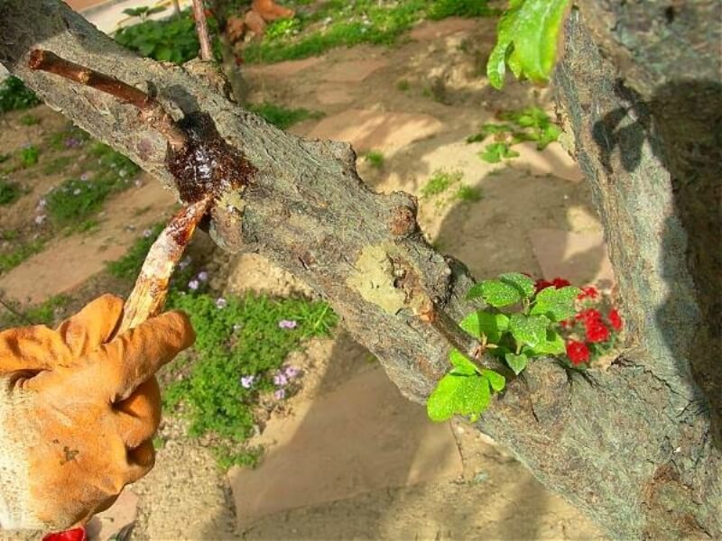 Hangi Tür Ağaca Hangi Tür Aşılanabilir? Hangi Tür Ağaca Hangi Tür Aşılanabilir?