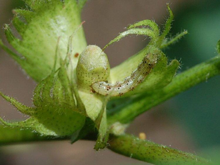 Yeilkurt (Heliothis Armigera)