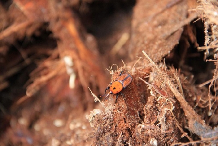 Rhynchophorus Ferrugineus Rhynchophorus Ferrugineus