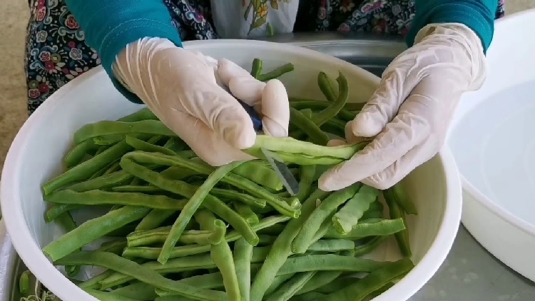 Fasulye Kurutma İşlemi Nasıl Yapılır? Fasulye Kurutma İşlemi Nasıl Yapılır?