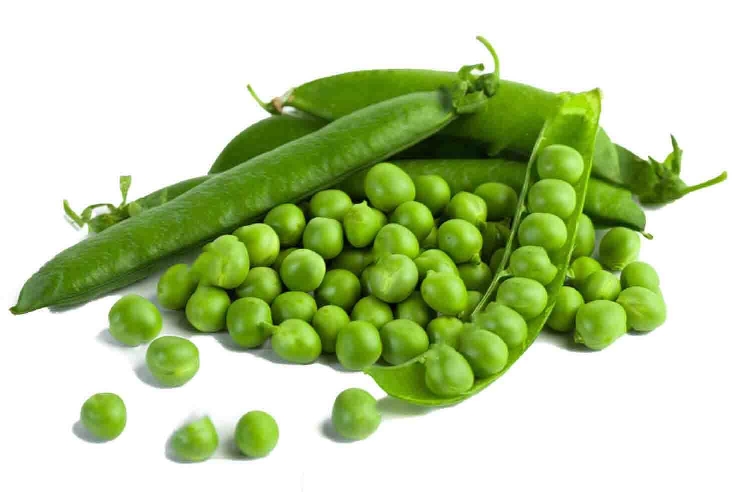 Soya Fasulyesi Yetiştiriciliğinde Gübreleme Nasıl Yapılır? Soya Fasulyesi Yetiştiriciliğinde Gübreleme Nasıl Yapılır?