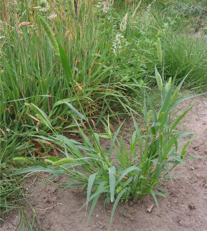 Setaria Viridis Nedir? Setaria Viridis Nedir?