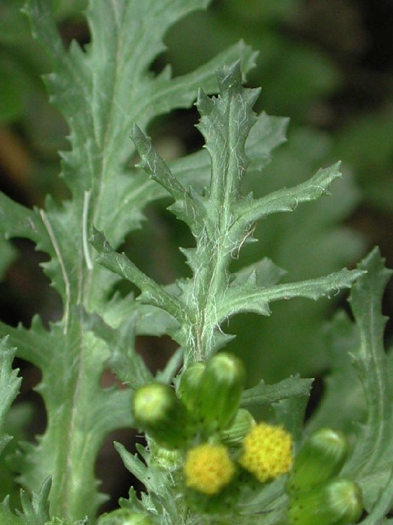 Senecio Vulgaris Nedir? Senecio Vulgaris Nedir?