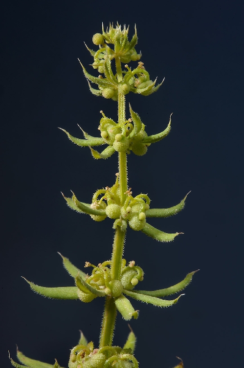 Galium Tricorne Nedir? Galium Tricorne Nedir?