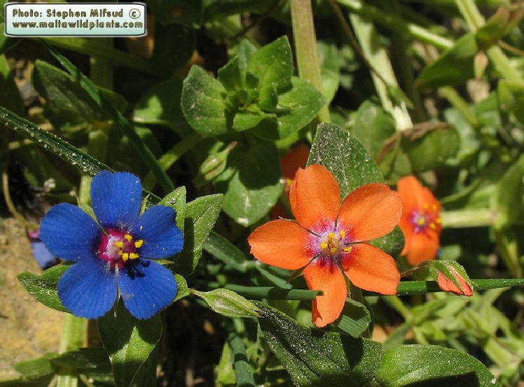 Anagallis Arvensis Nedir? Anagallis Arvensis Nedir?