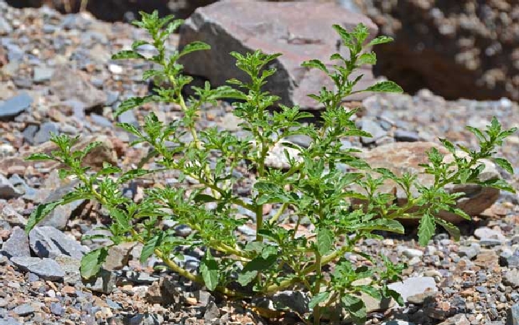 Amaranthus Albus Nedir? Amaranthus Albus Nedir?