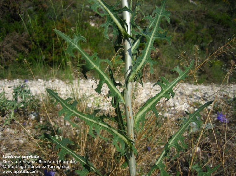 Lactuca Serriola Nedir? Lactuca Serriola Nedir?