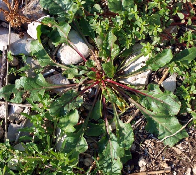 Beta Adanensis Nedir? Beta Adanensis Nedir?