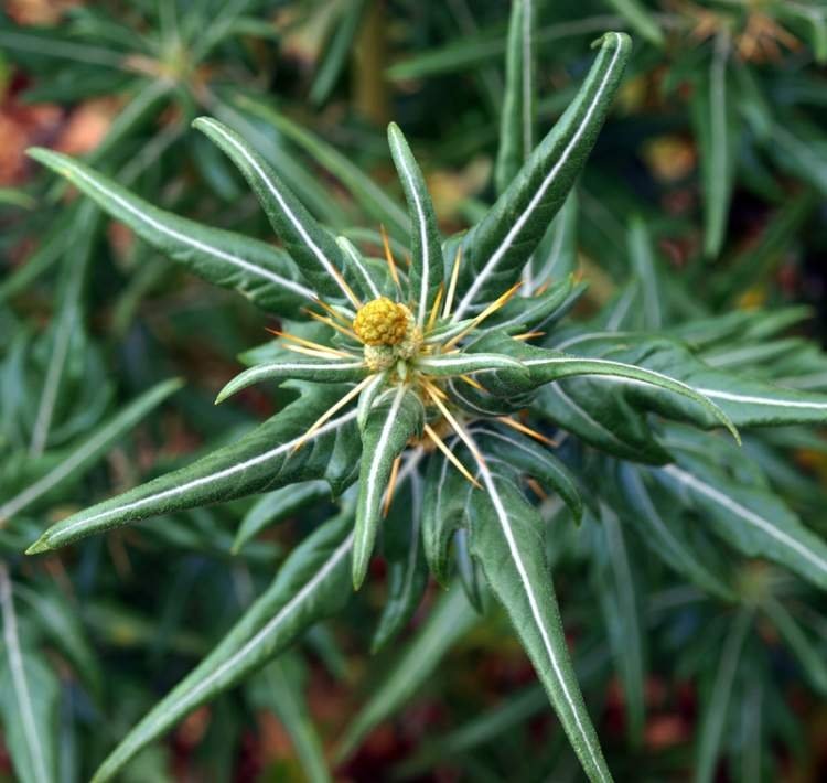 Xanthium Macrocarpum Nedir? Xanthium Macrocarpum Nedir?
