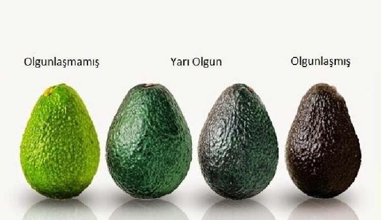 Avokadonun Faydaları ve Zararları Nelerdir? Avokadonun Faydaları ve Zararları Nelerdir?