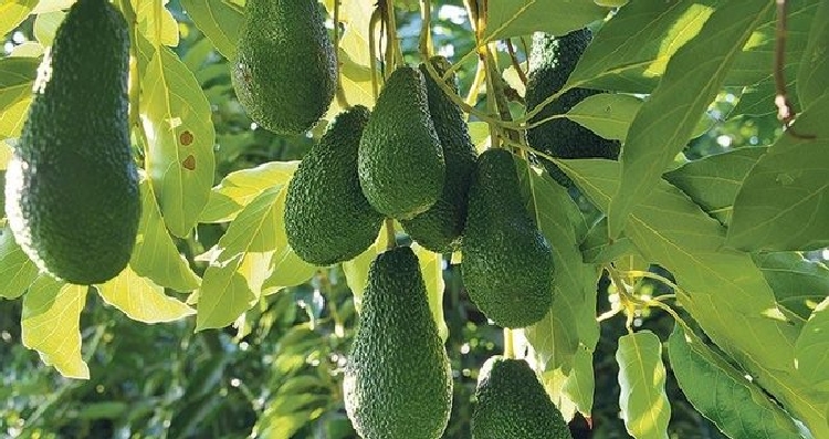 Avokado Her Gün Yenir Mi? Avokado Her Gün Yenir Mi?
