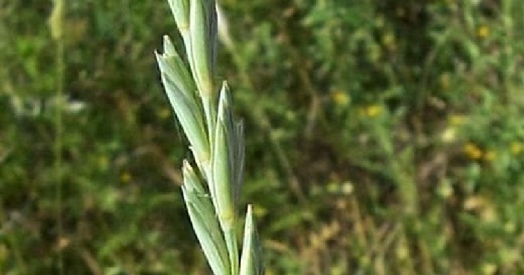 Ayrık Otu Faydaları Nelerdir? Ayrık Otu Faydaları Nelerdir?