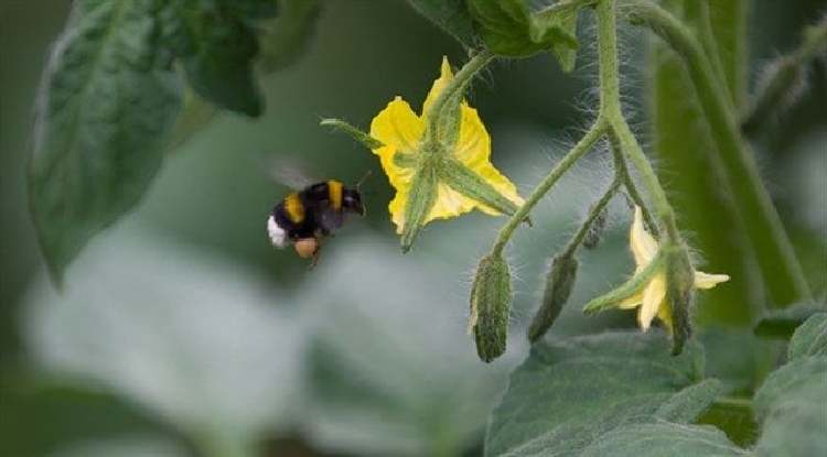 Bombus Arılarının Faydaları Ve Zararları Nelerdir? Bombus Arılarının Faydaları Ve Zararları Nelerdir?