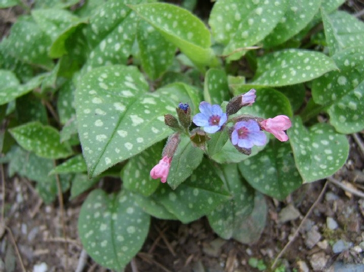Ciğerotu (Pulmonaria Officinalis) Faydaları Ve Zararları Nelerdir? Ciğerotu (Pulmonaria Officinalis) Faydaları Ve Zararları Nelerdir?