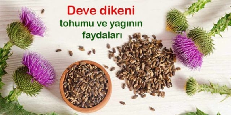 Deve Dikeni Şekere Iyi Gelir Mi? Deve Dikeni Şekere Iyi Gelir Mi?