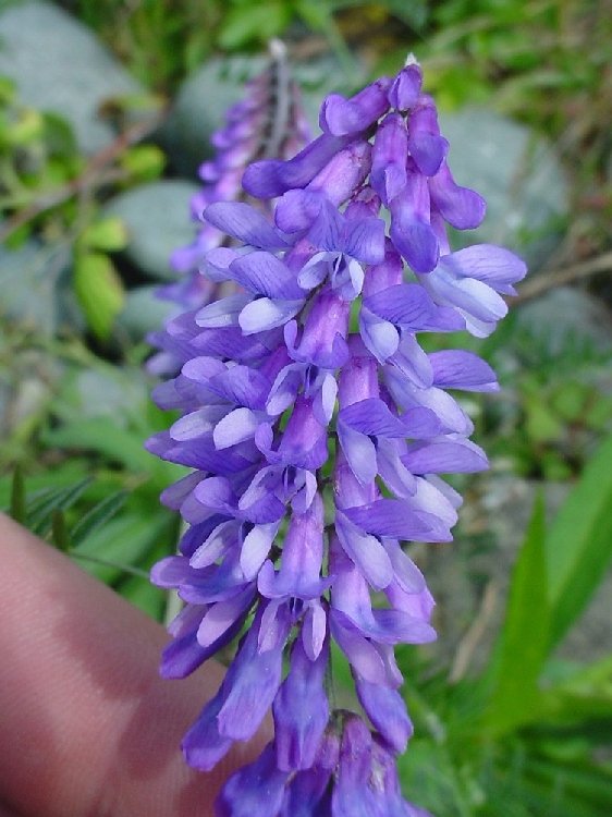 Vicia Cracca Nedir? Vicia Cracca Nedir?