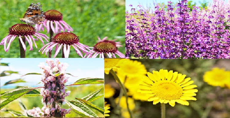 Tıbbi Ve Aromatik Bitkiler Tıbbi Ve Aromatik Bitkiler