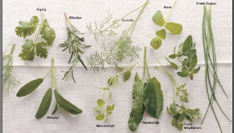 En Çok Kullanılan Tıbbı Aromatik Bitkiler Nelerdir? En Çok Kullanılan Tıbbı Aromatik Bitkiler Nelerdir?