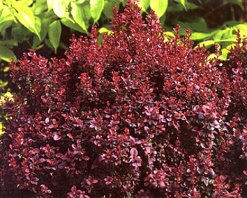 Kadn Tuzluu (Berberis)