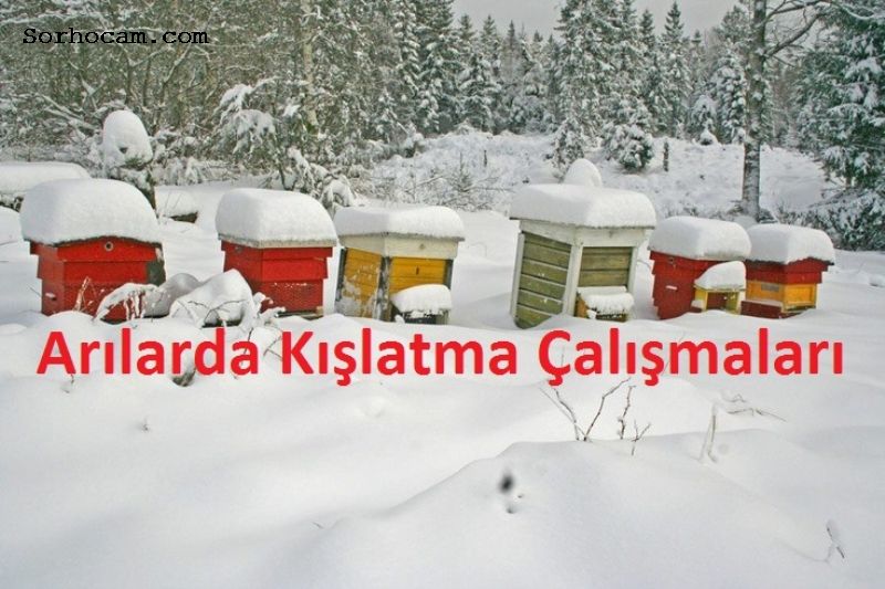 Arıcılıkta İlkbahar Bakımı Nasıl Olmalıdır? Arıcılıkta İlkbahar Bakımı Nasıl Olmalıdır?