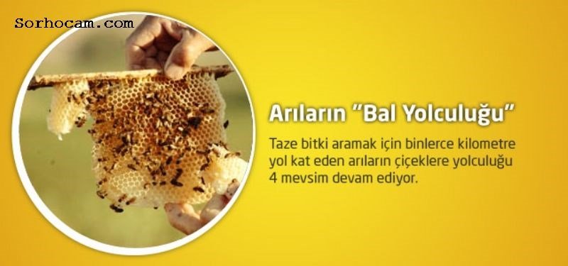Ana Arı Kullanmanın Avantajları Nelerdir? Ana Arı Kullanmanın Avantajları Nelerdir?