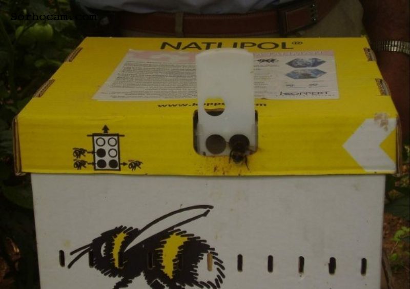 Bombus Arısı Ve Üretim İzini Verilen İşletmeler Nelerdir? Bombus Arısı Ve Üretim İzini Verilen İşletmeler Nelerdir?
