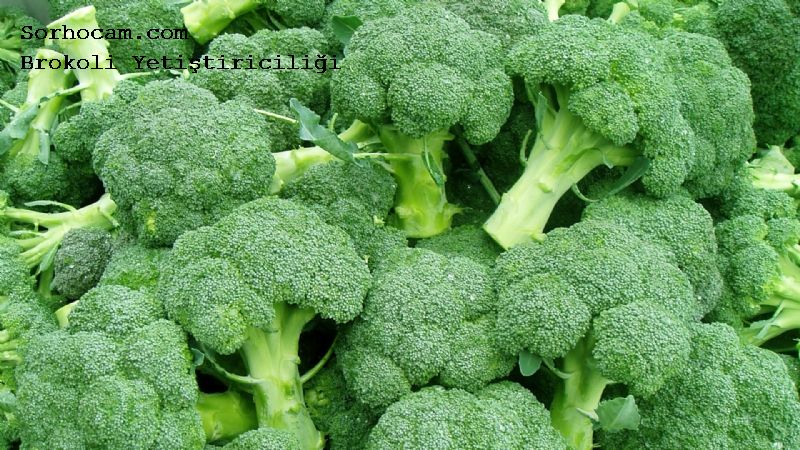 Brokoli Yetiştiriciliğinde Gübreleme