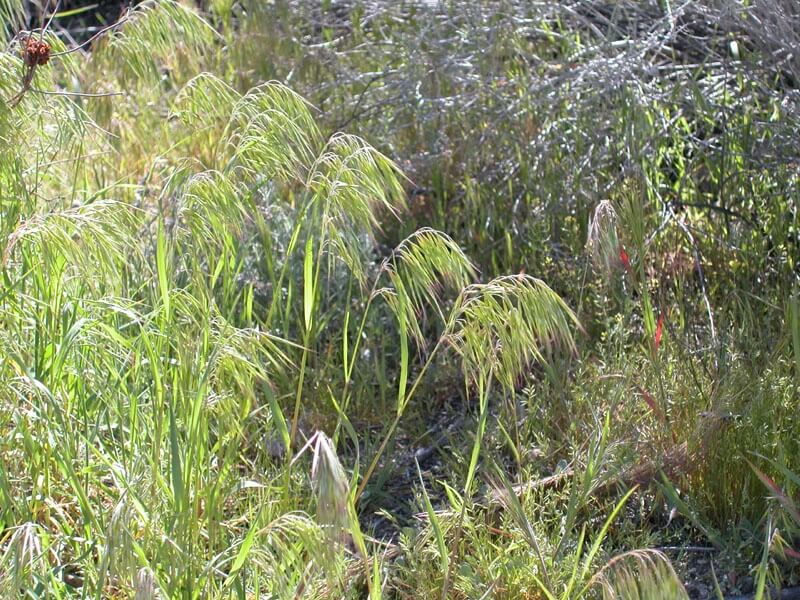 Bromus Tectorum (Püsküllü Çayır) Bromus Tectorum (Püsküllü Çayır)