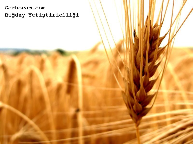 buğday nasıl ekilir