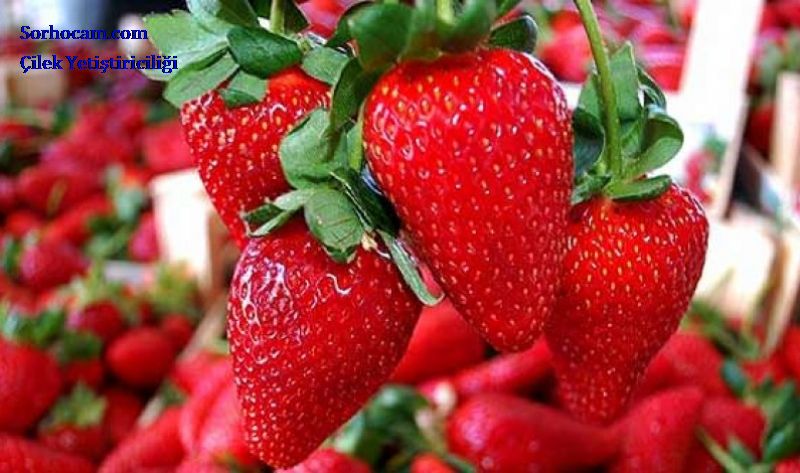 Çilek Yetiştiriciliği Nasıl Yapılır? Çilek Yetiştiriciliği Nasıl Yapılır?