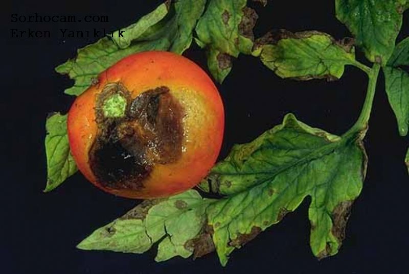 Erken Yanıklık Hastalığı (Alternaria Solani) Erken Yanıklık Hastalığı (Alternaria Solani)