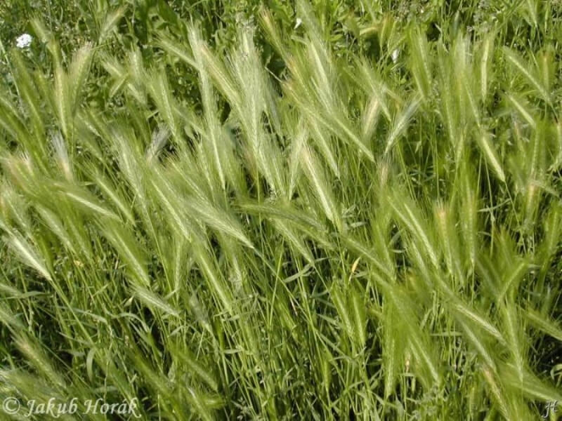 Hordeum Murinum L. (Duvar Arpası, Yabani Arpa, Pisipisi Otu ) Hordeum Murinum L. (Duvar Arpası, Yabani Arpa, Pisipisi Otu )