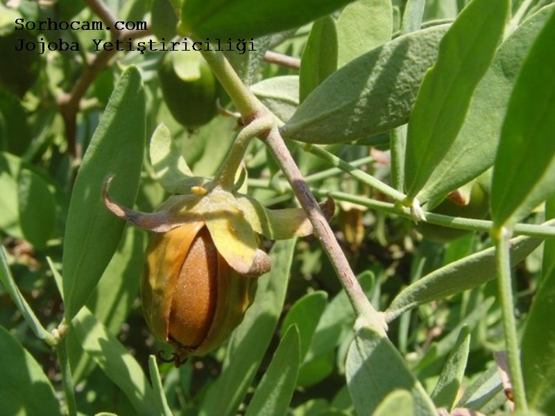 Jojoba Yetitiricilii Nasl Yaplr?