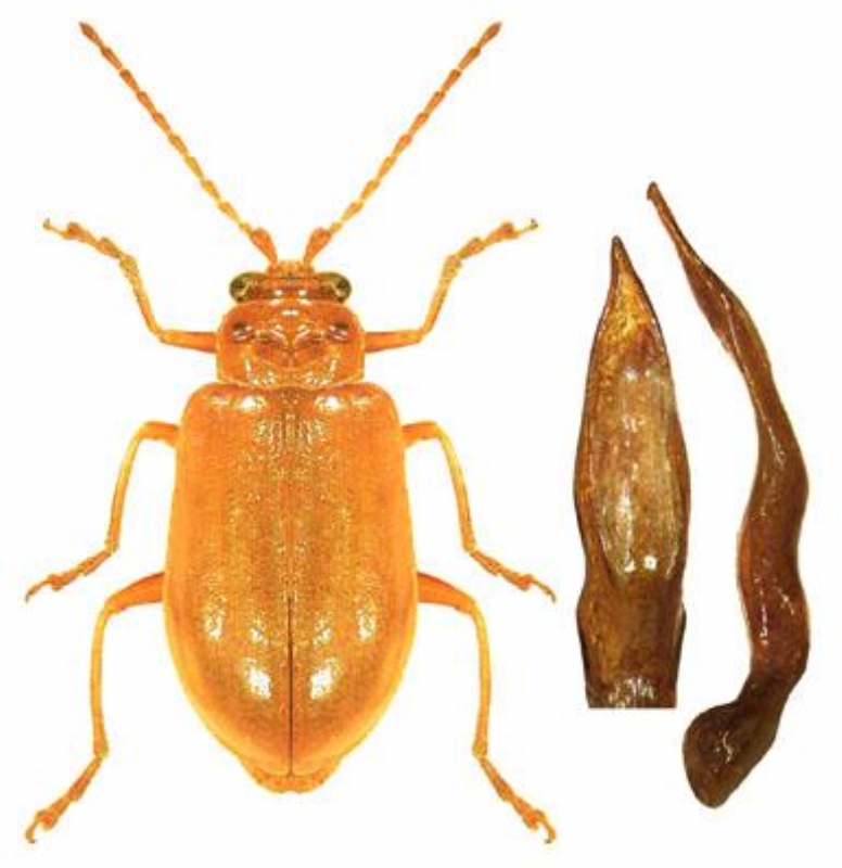 Kavun Kızıl Böceği Zararlısı (Rhaphidopalpa Foveicollis) Kavun Kızıl Böceği Zararlısı (Rhaphidopalpa Foveicollis)